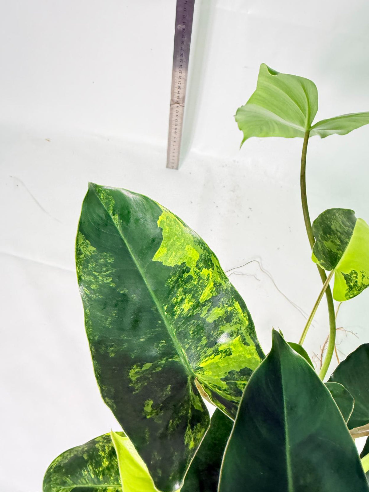 Philodendron Burle Marx Variegata 7