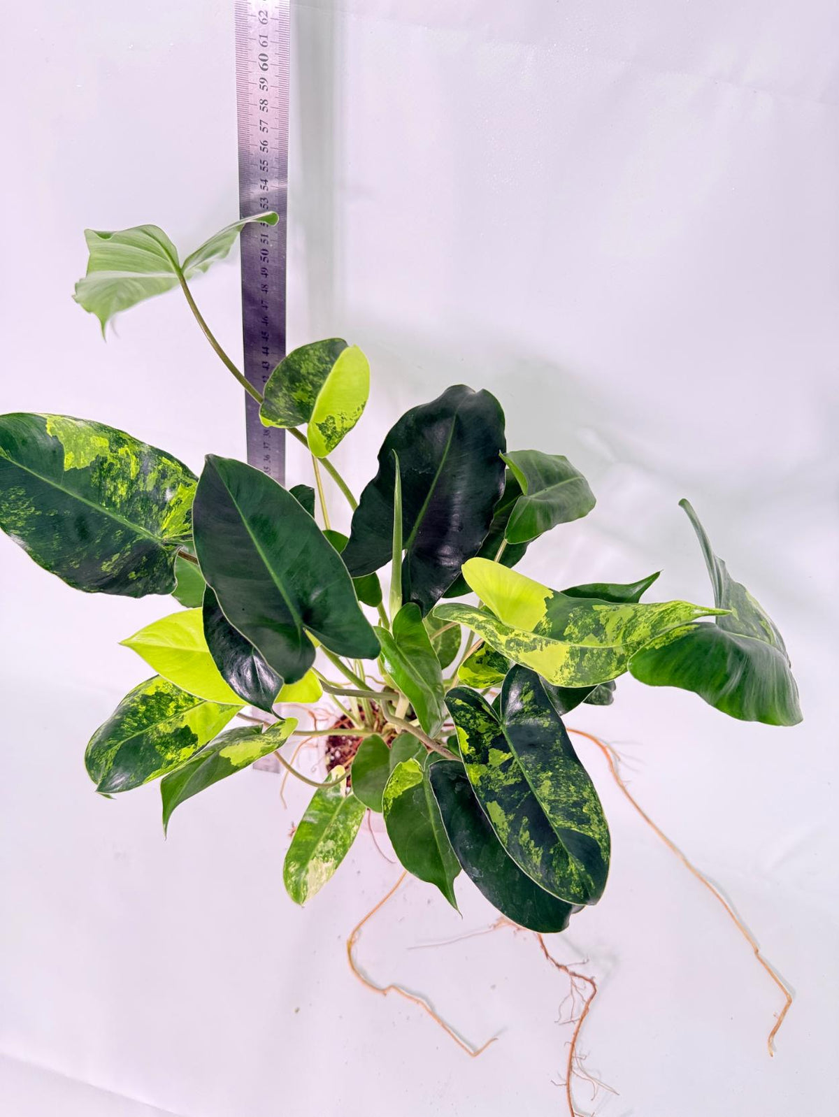 Philodendron Burle Marx Variegata 5