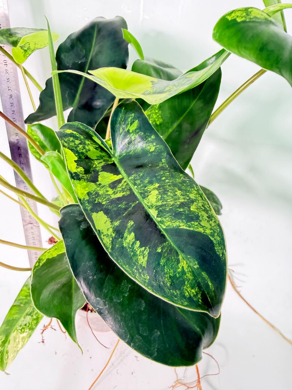 Philodendron Burle Marx Variegata 9