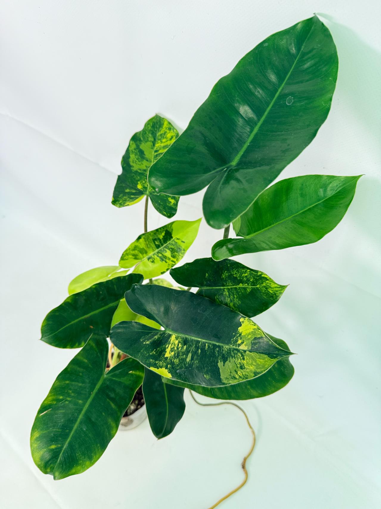 Philodendron Burle Marx Variegata 08