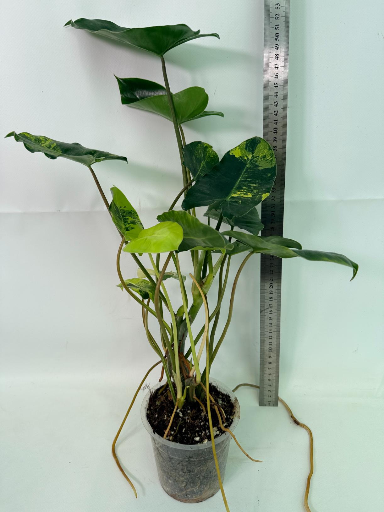 Philodendron Burle Marx Variegata 02
