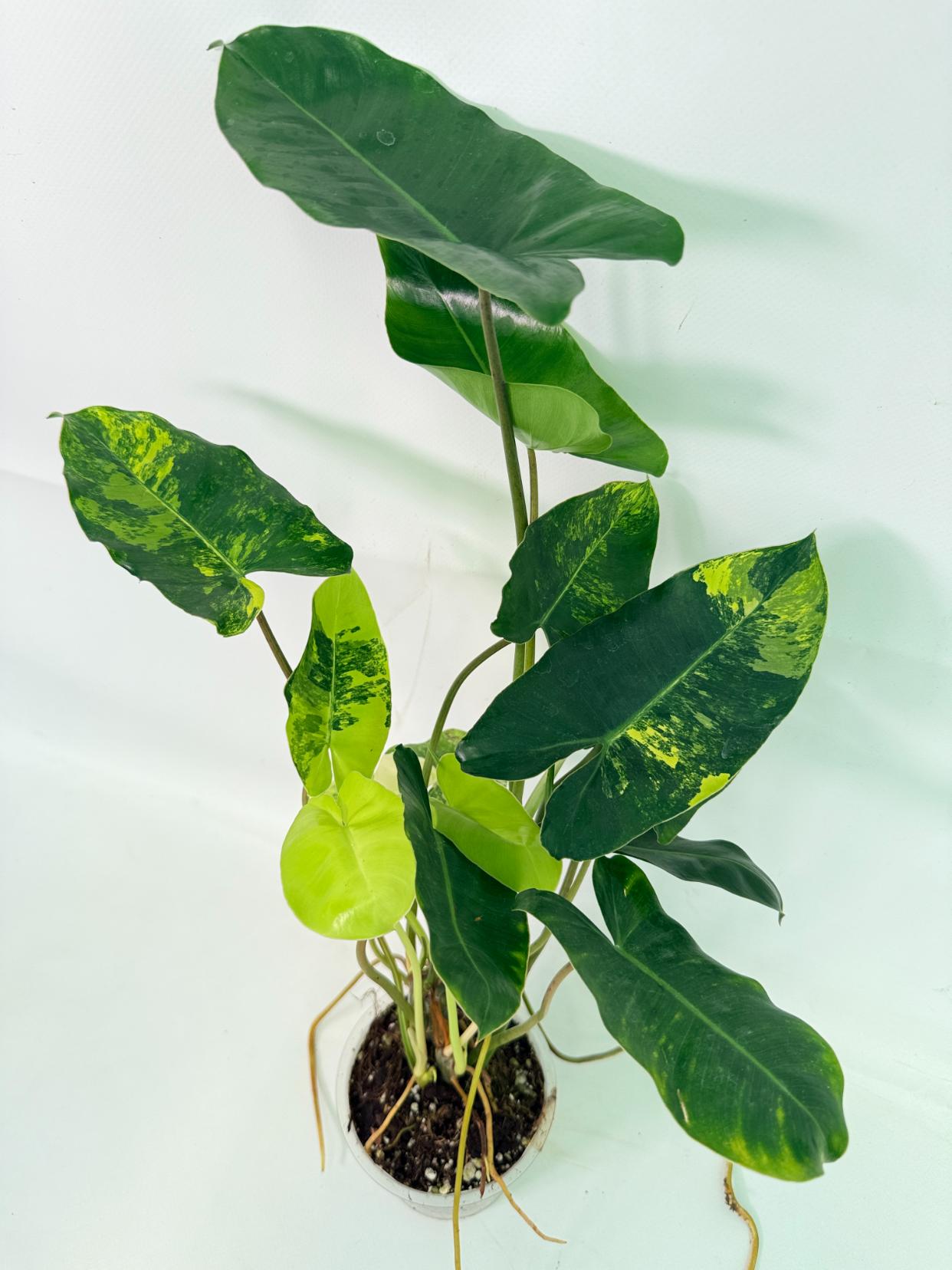 Philodendron Burle Marx Variegata 01