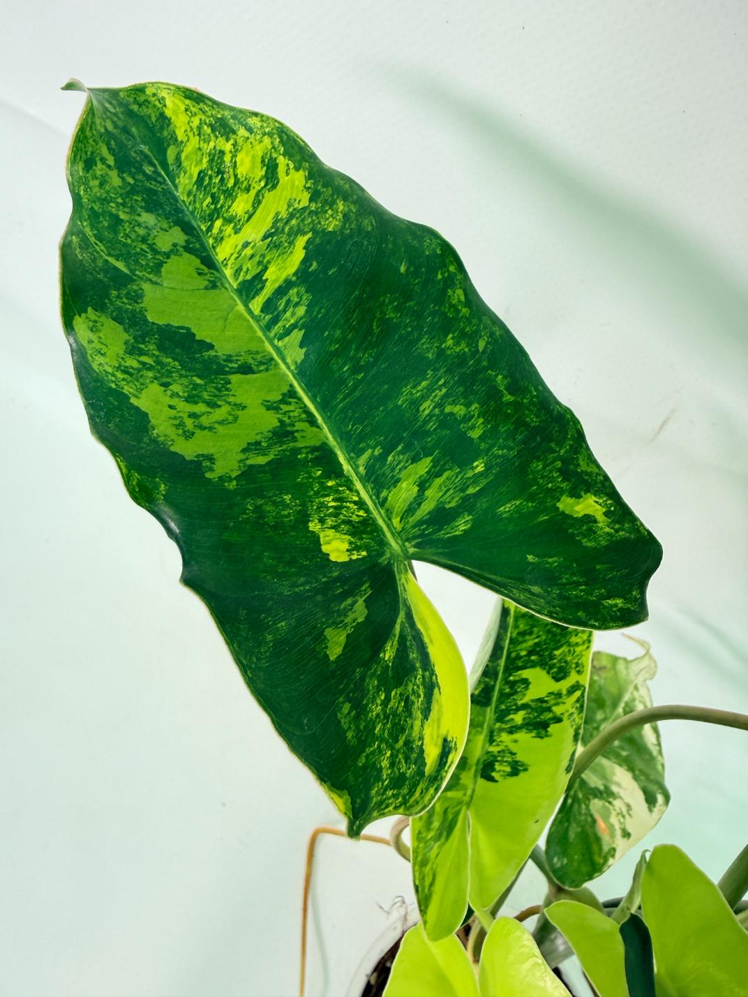 Philodendron Burle Marx Variegata 03