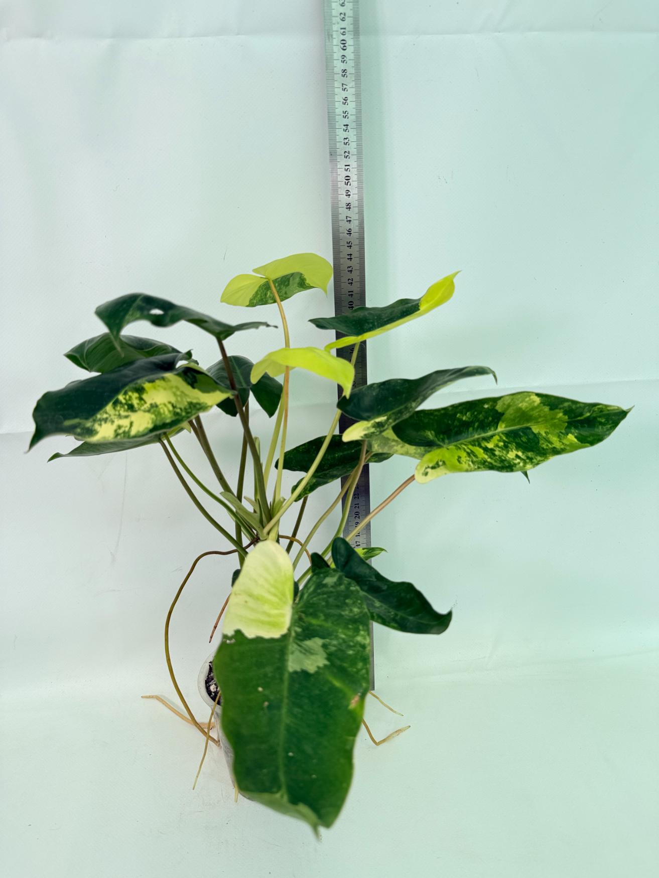 Philodendron Burle Marx Variegata 02