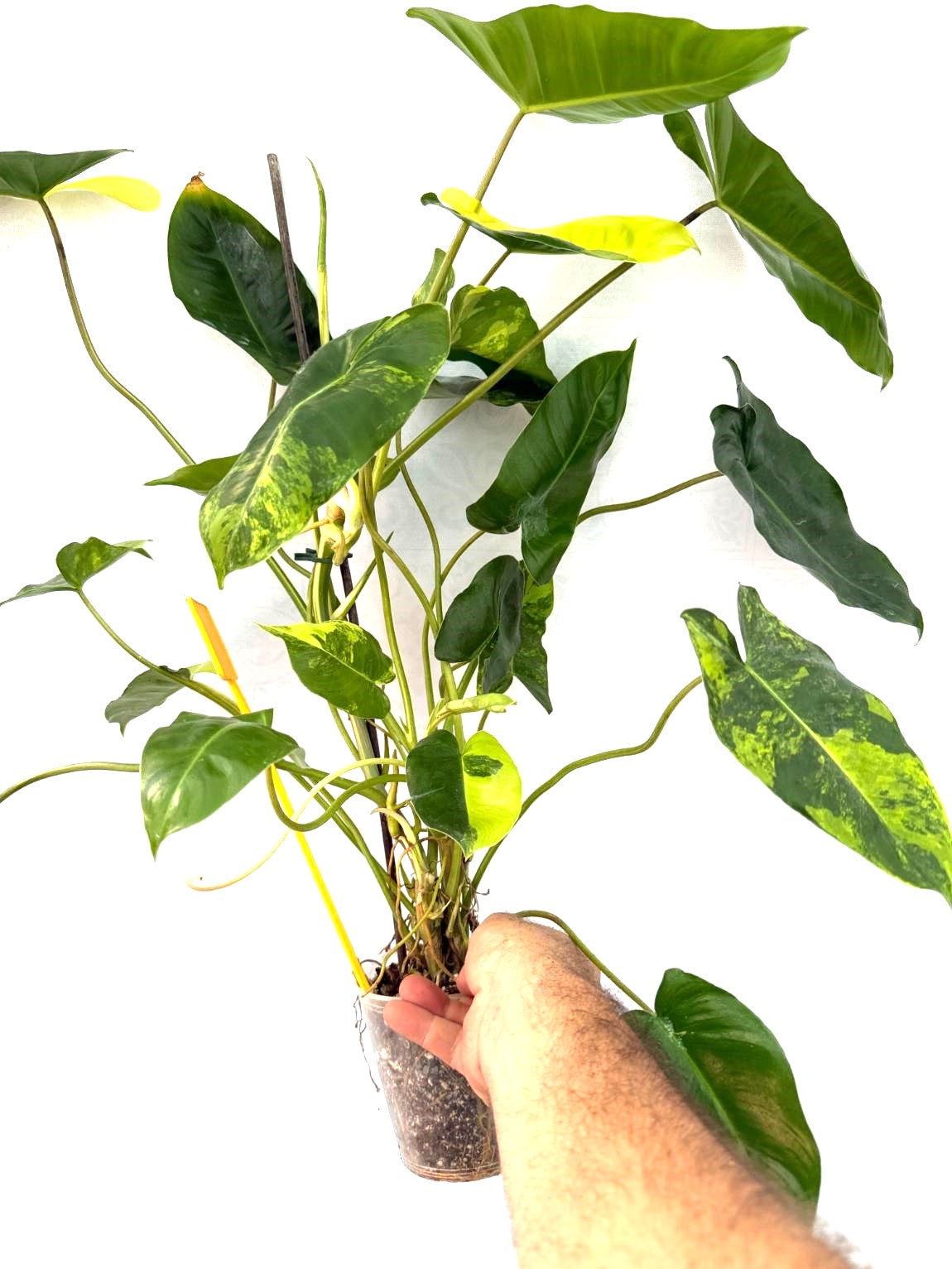 Philodendron Burle Marx Variegata