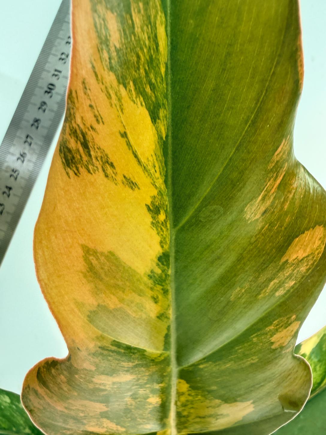 Philodendron Caramel Marble 2