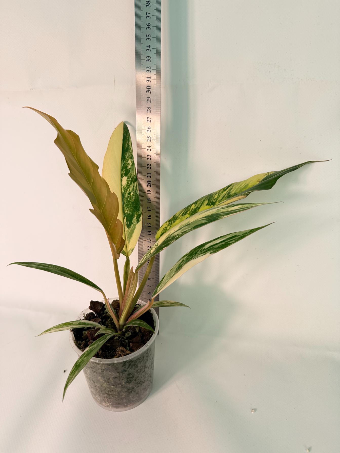 Philodendron Caramel Marble 01