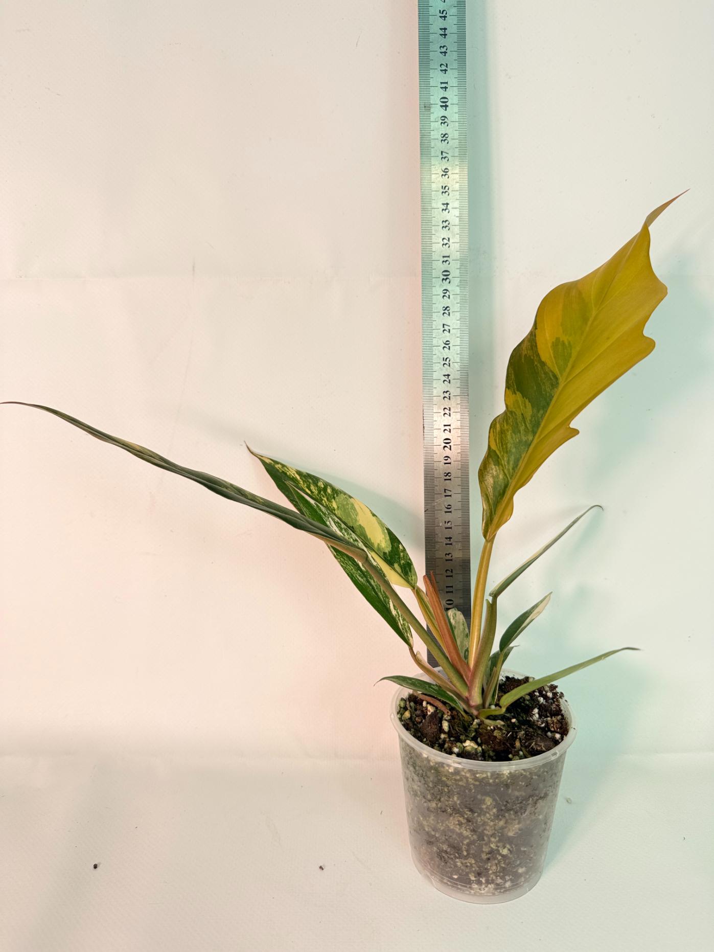Philodendron Caramel Marble 01