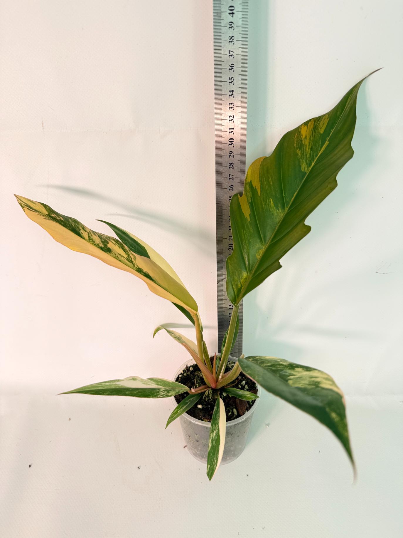 Philodendron Caramel Marble 01