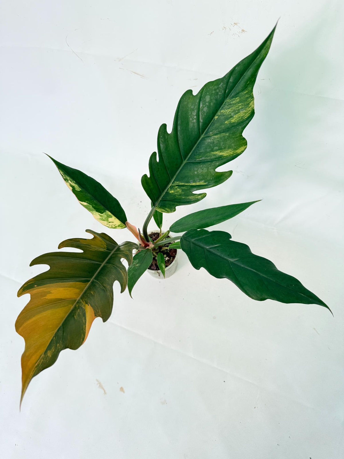 Philodendron Caramel Marble 02