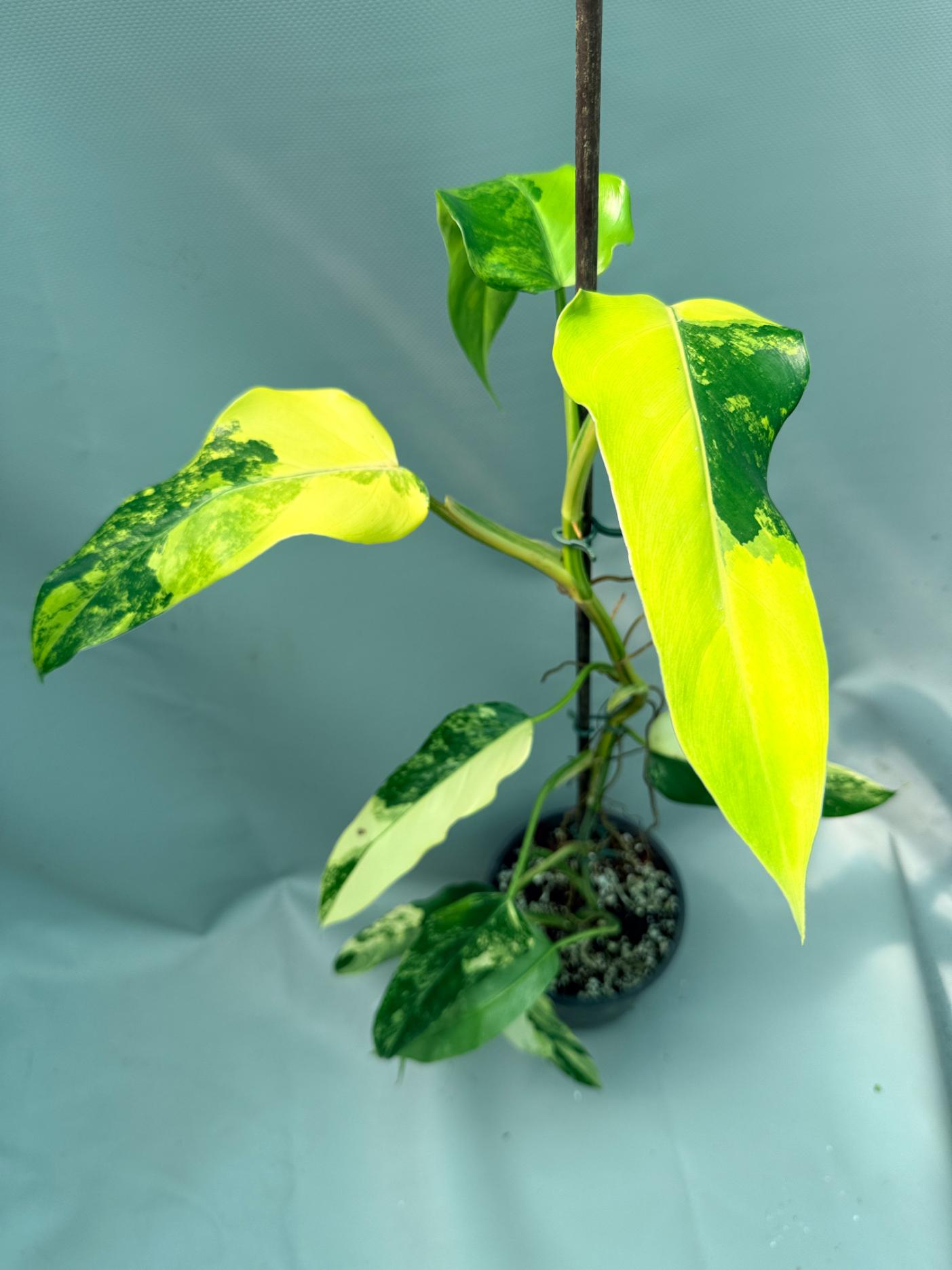 philodendron x domesticum Philodendron Domesticum Variegata