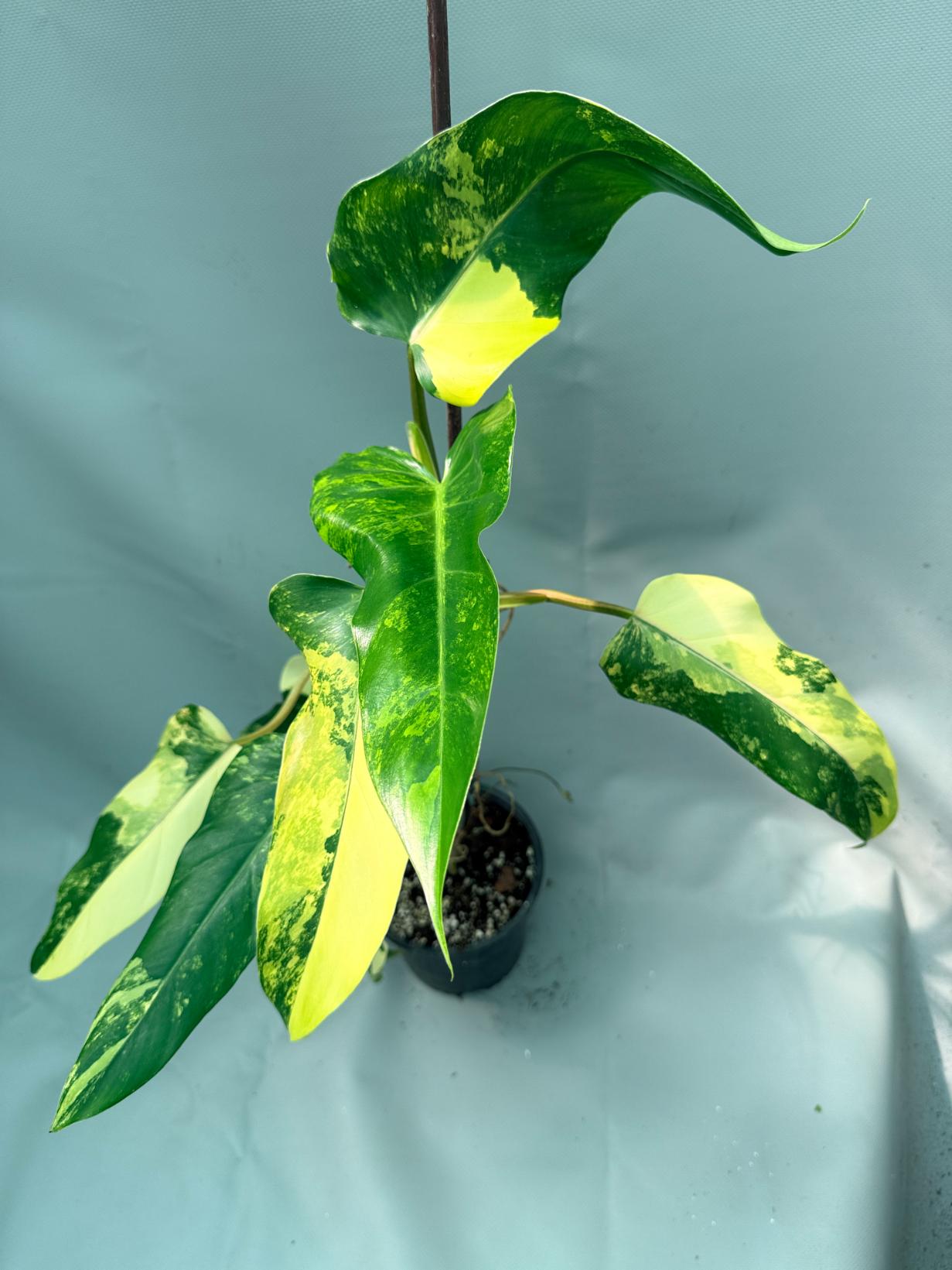 philodendron domesticum variegatum for sale Philodendron Domesticum Variegata