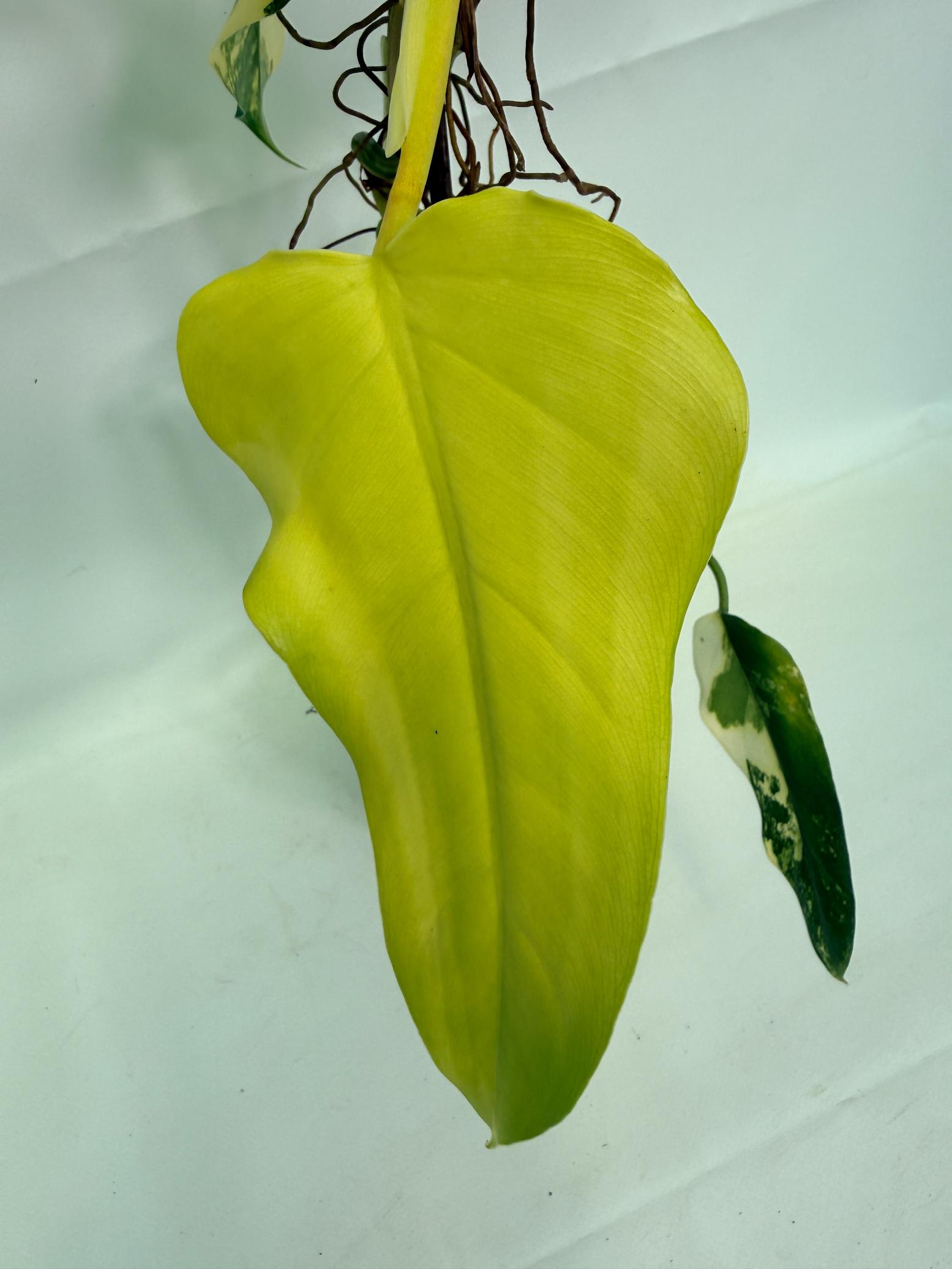 Philodendron Domesticum Variegata 02