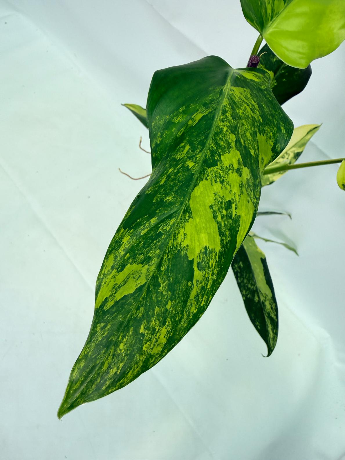 Philodendron Domesticum Variegata 02