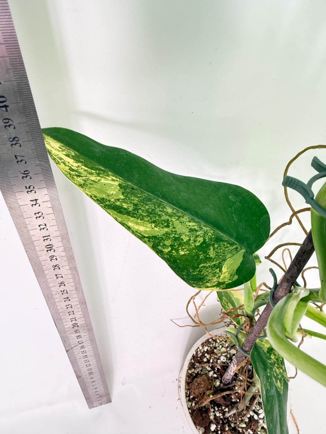 Philodendron Domesticum Variegata 9