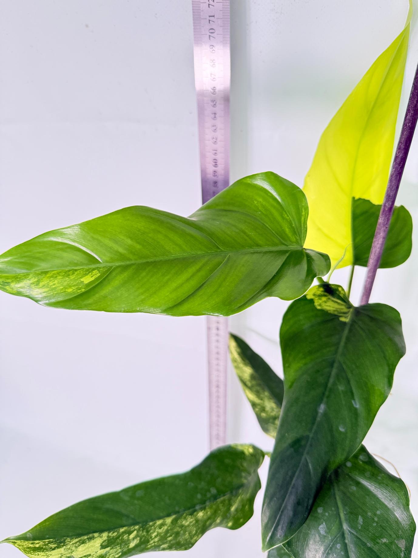 Philodendron Domesticum Variegata 7