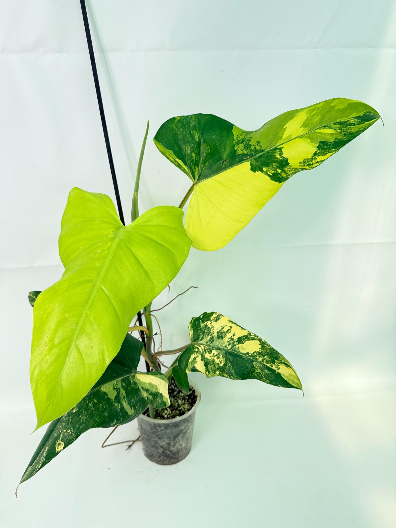 Philodendron Domesticum Variegata 01