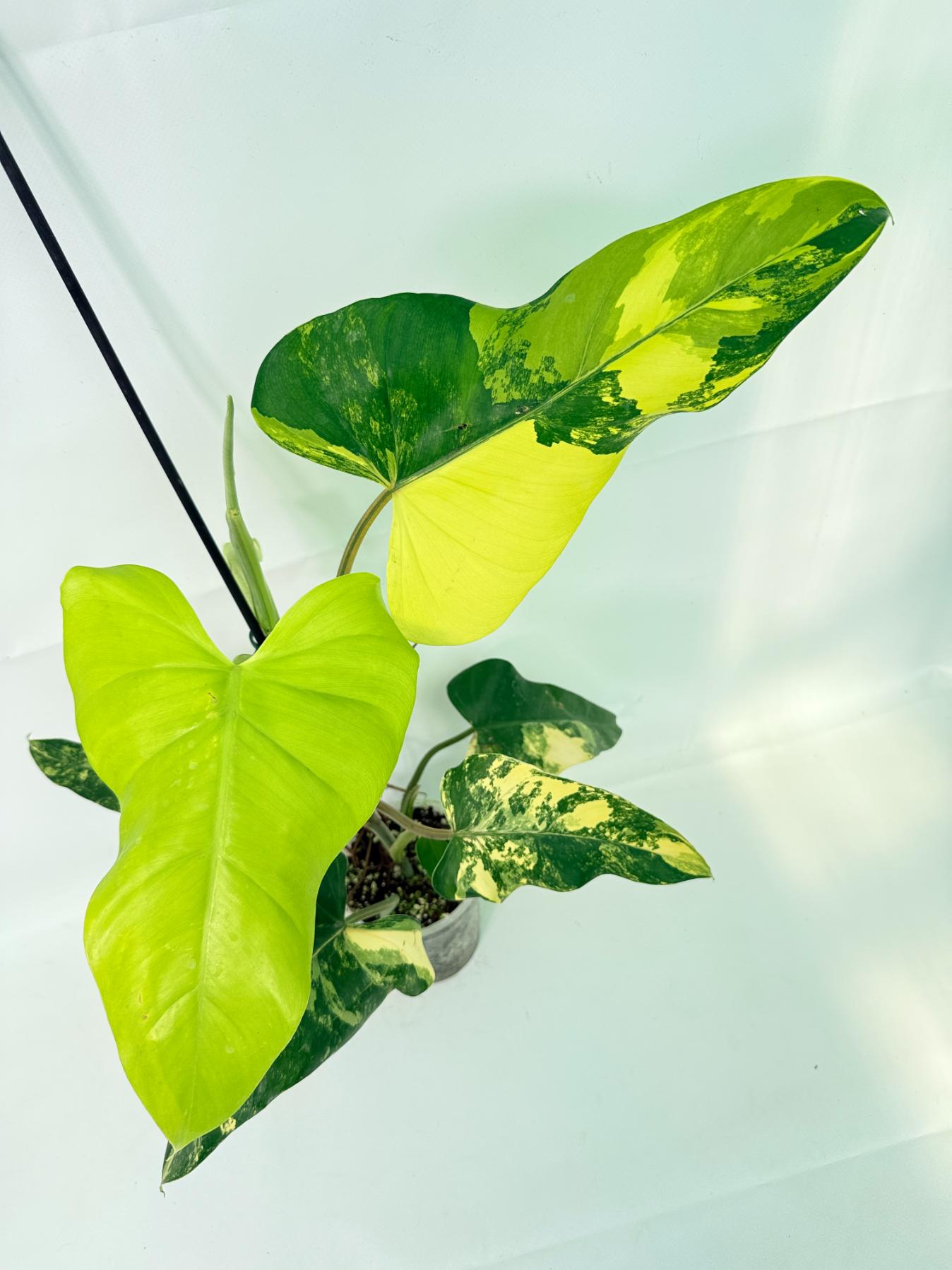 Philodendron Domesticum Variegata 03