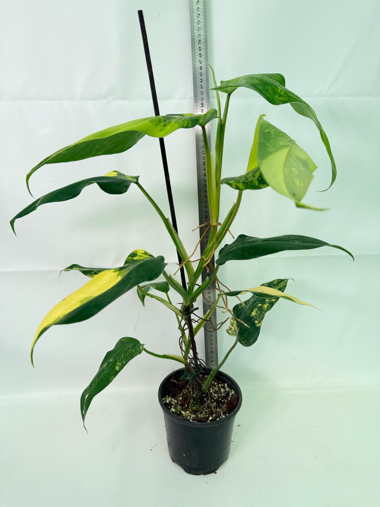 Philodendron Domesticum Variegata