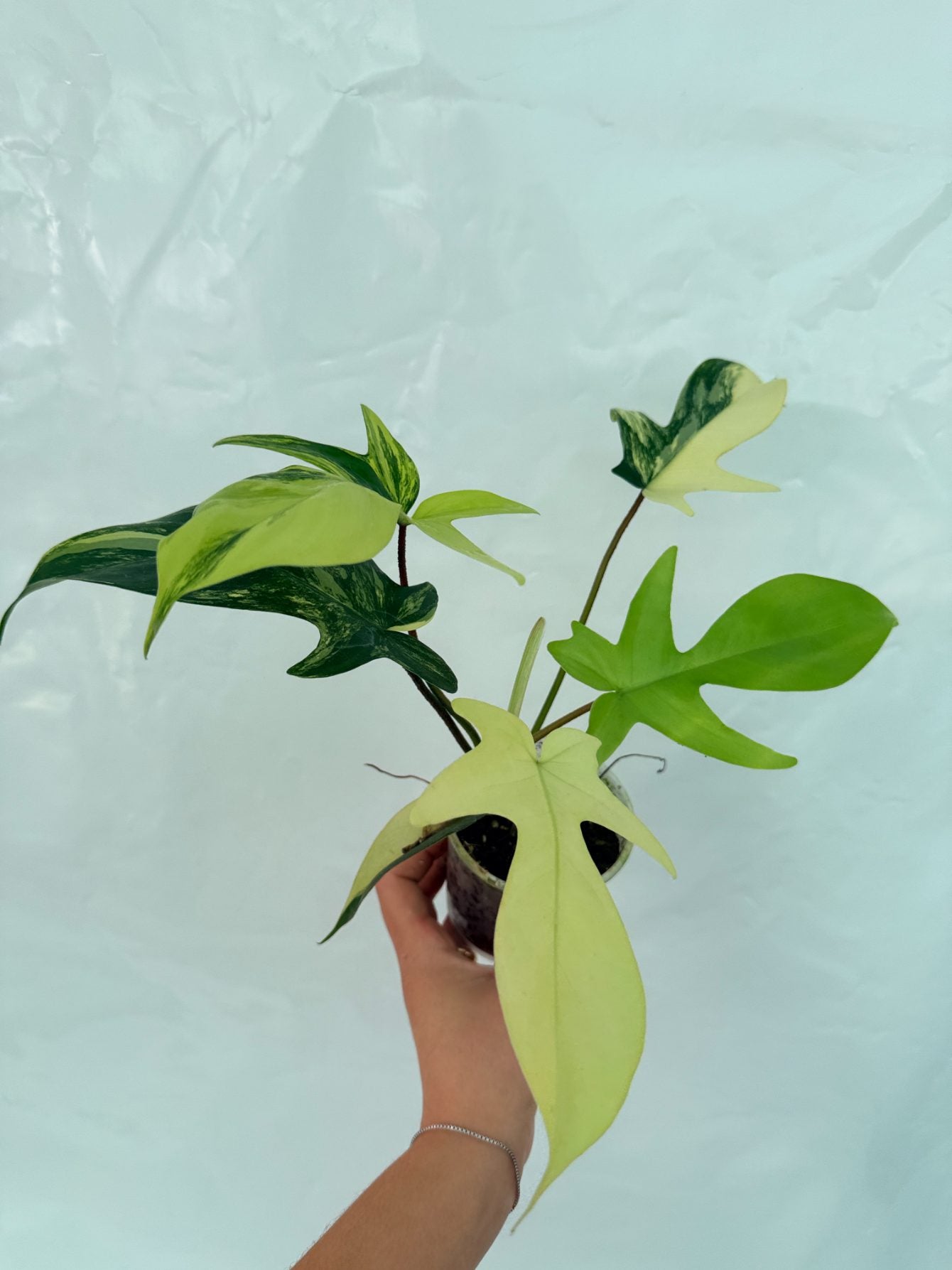 buy florida beauty philodendron Philodendron Florida Beauty Variegata