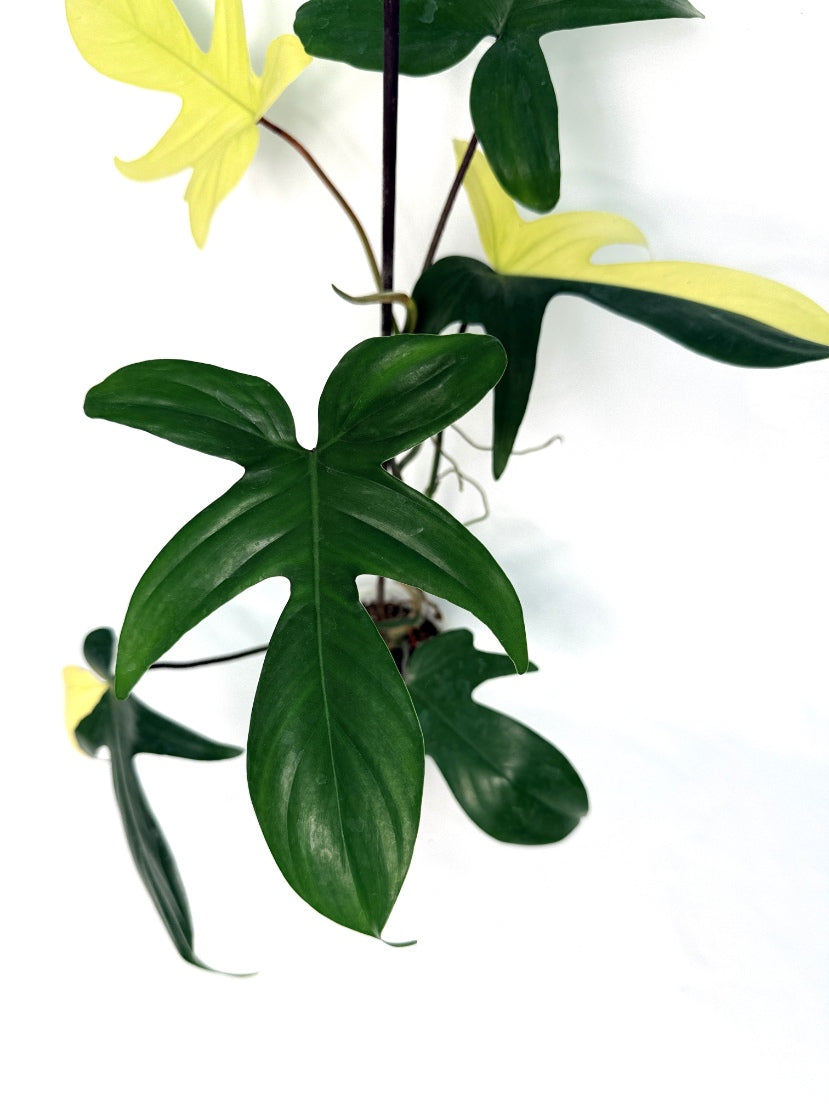 Philodendron_Florida_Beauty_Variegata