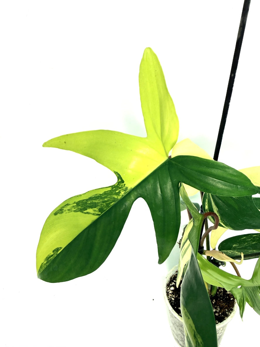 Philodendron_Florida_Beauty_Variegata