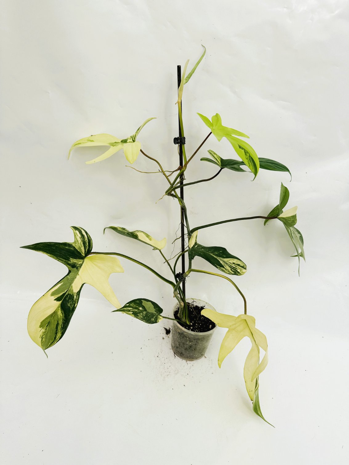 Philodendron_Florida_Beauty_Variegata