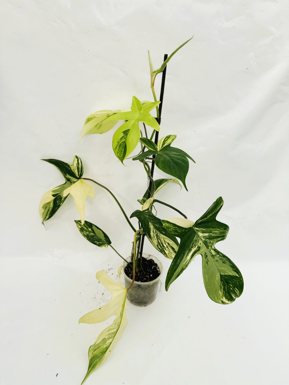philodendron florida variegata Philodendron Florida Beauty Variegata