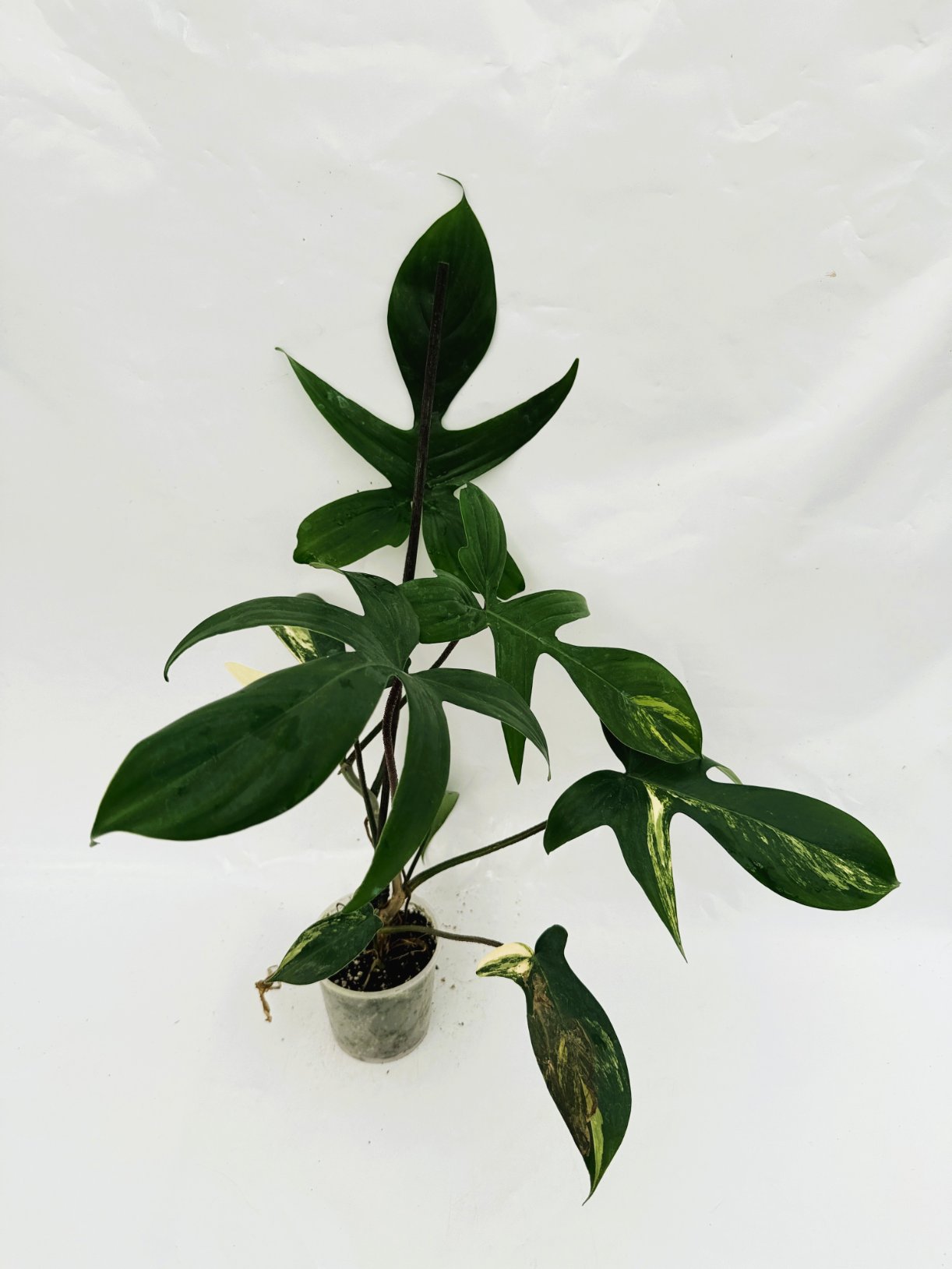 Philodendron_Florida_Beauty_Variegata