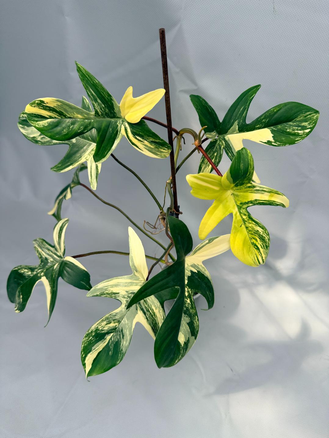 philodendron florida beauty flower Philodendron Florida Beauty Variegata
