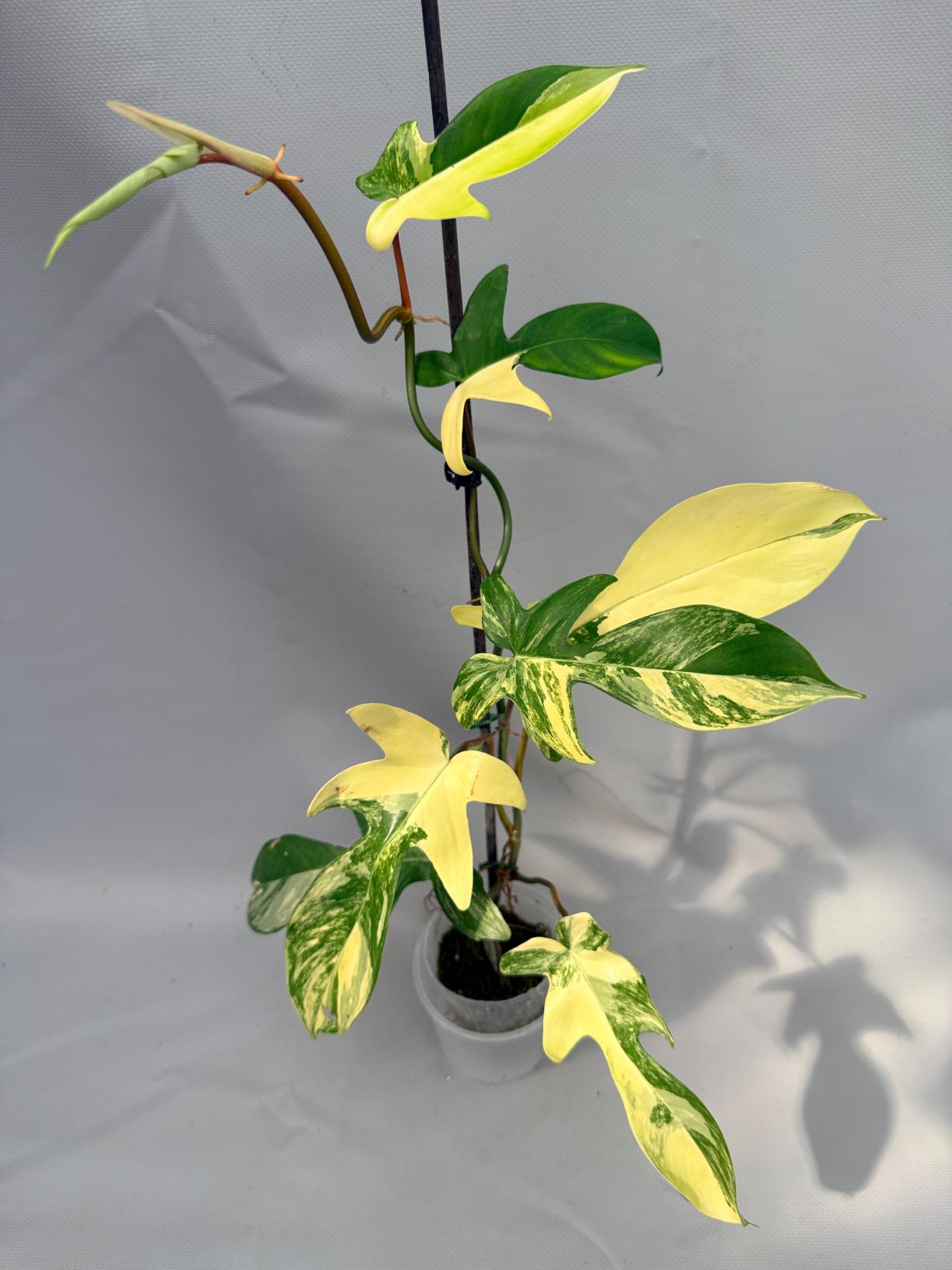Philodendron Florida Beauty Variegata