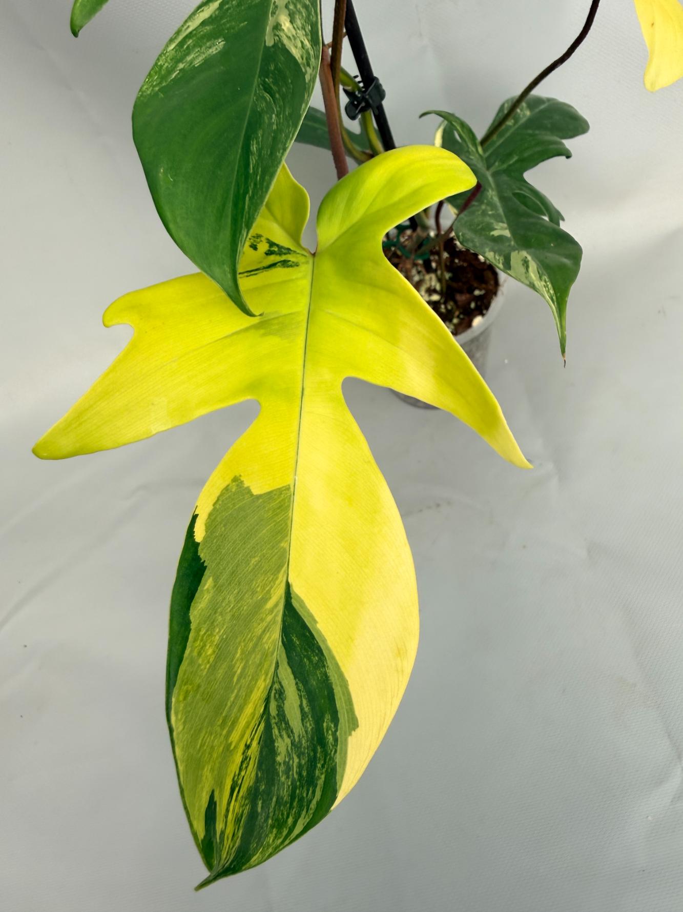 Philodendron Florida Beauty Variegata 02