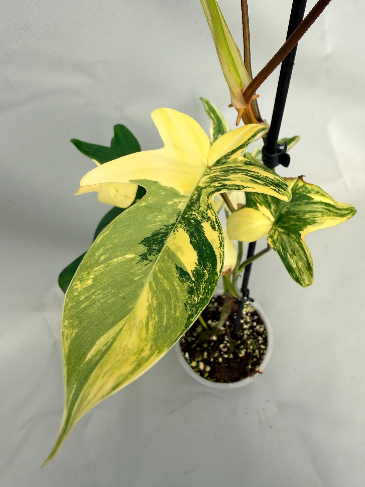 Philodendron Florida Beauty Variegata 02