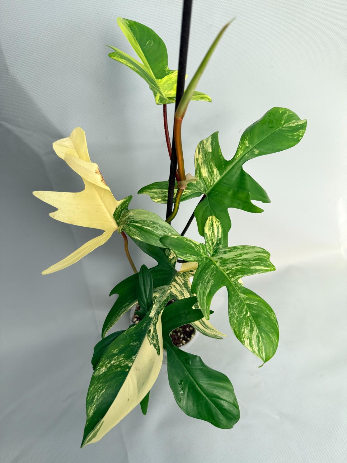 philodendron florida alba beauty Philodendron Florida Beauty Variegata