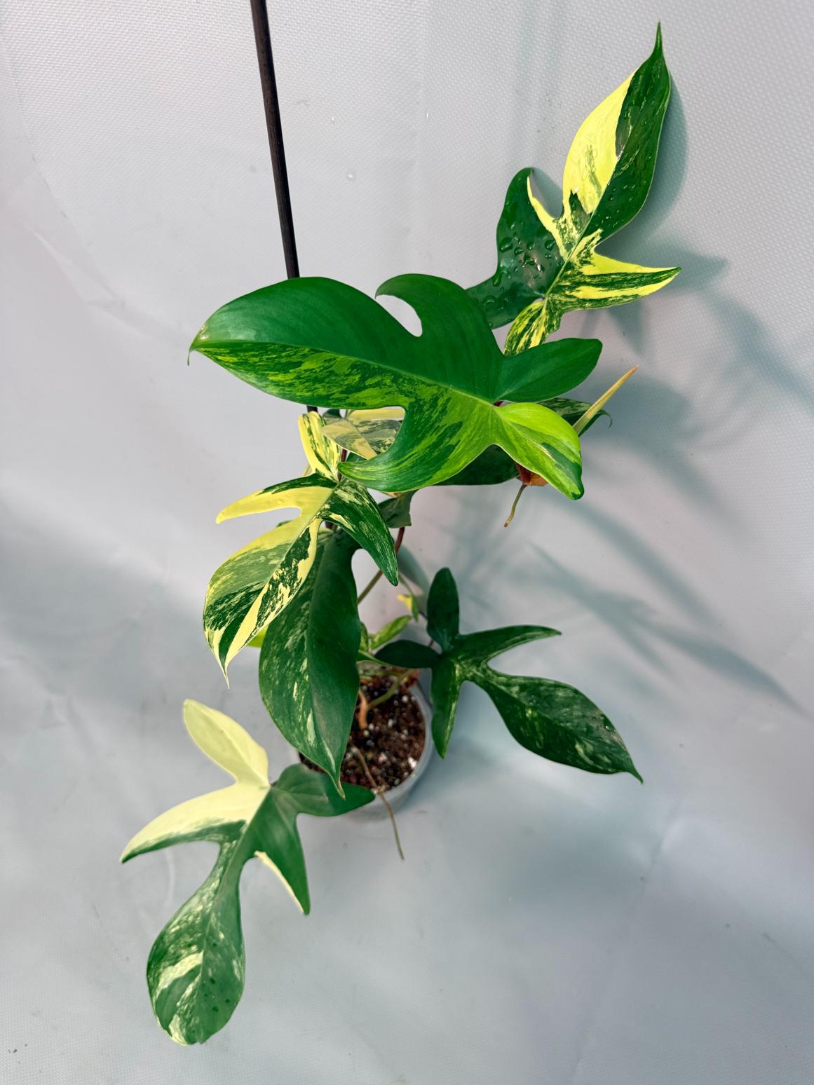 Philodendron Florida Beauty Variegata 02