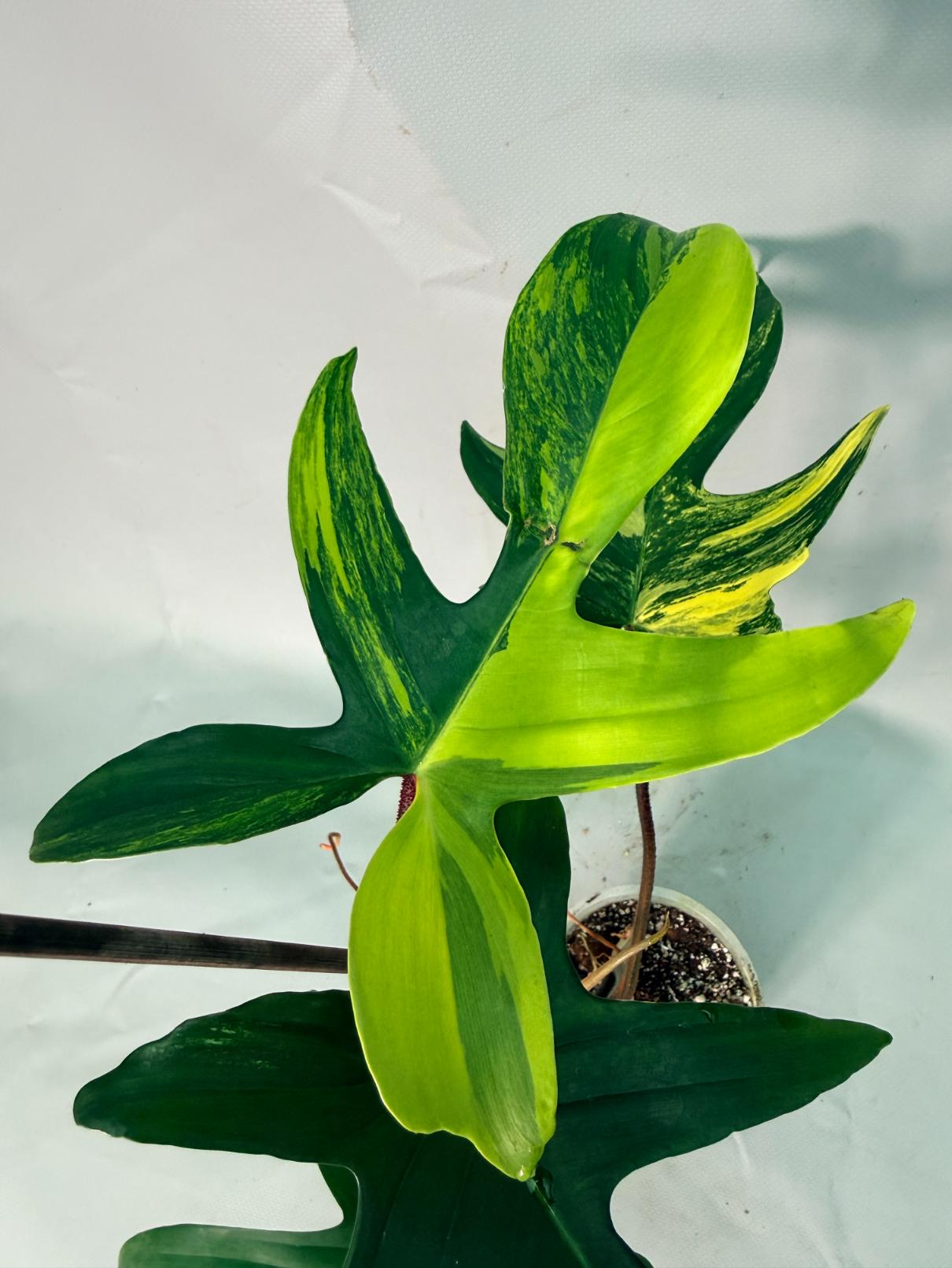 Philodendron Florida Beauty Variegata 04