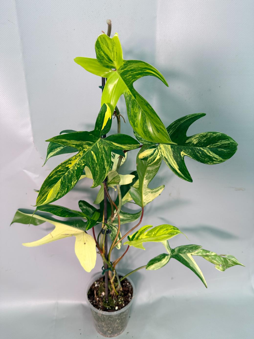 Philodendron Florida Beauty Variegata 02