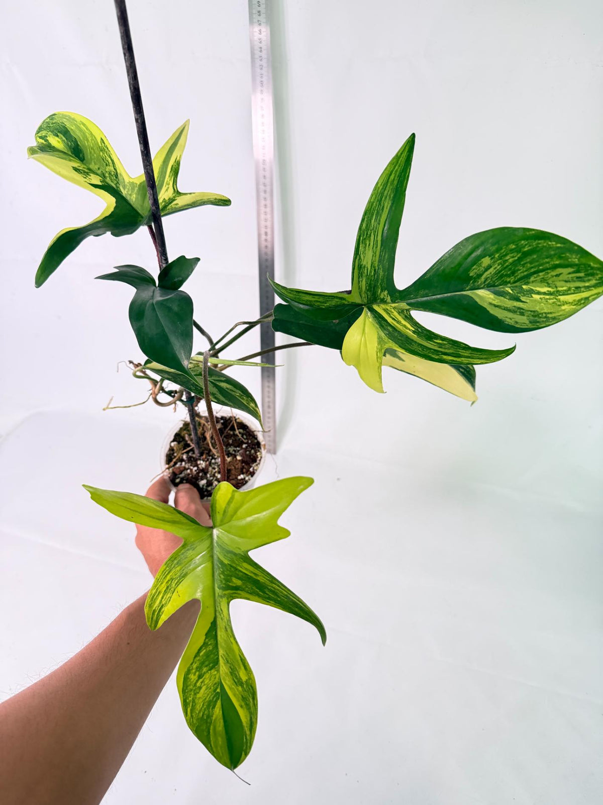 Philodendron Florida Beauty Variegata 3