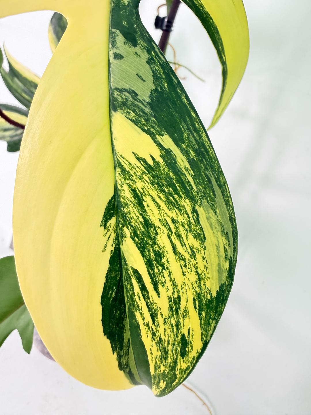 Philodendron Florida Beauty Variegata 2