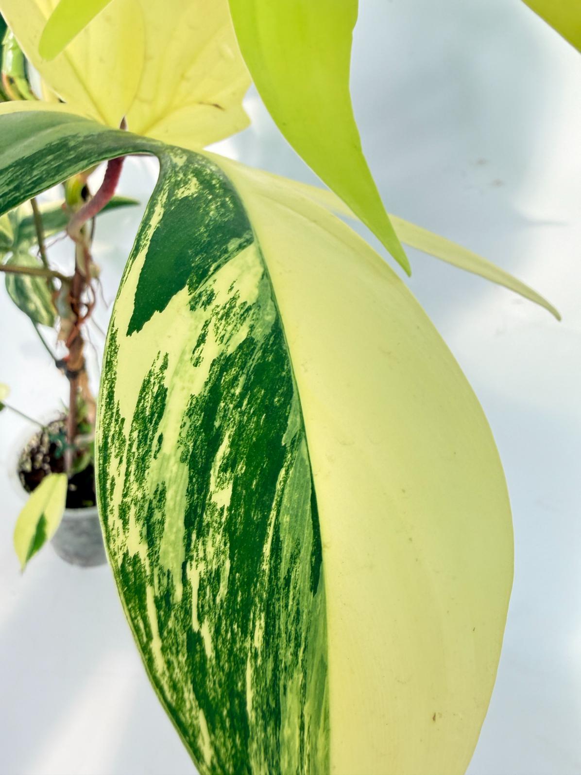 Philodendron Florida Beauty Variegata 2