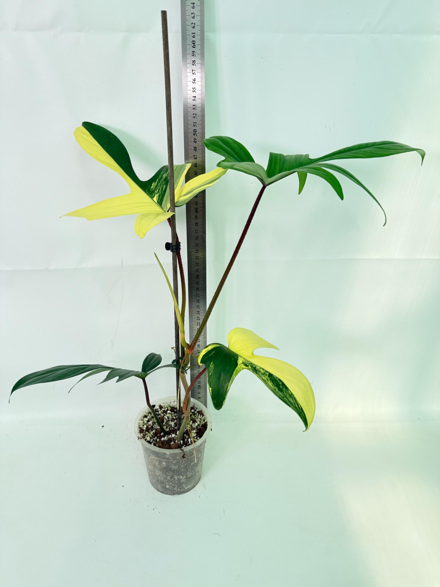 Philodendron Florida Beauty Variegata 01