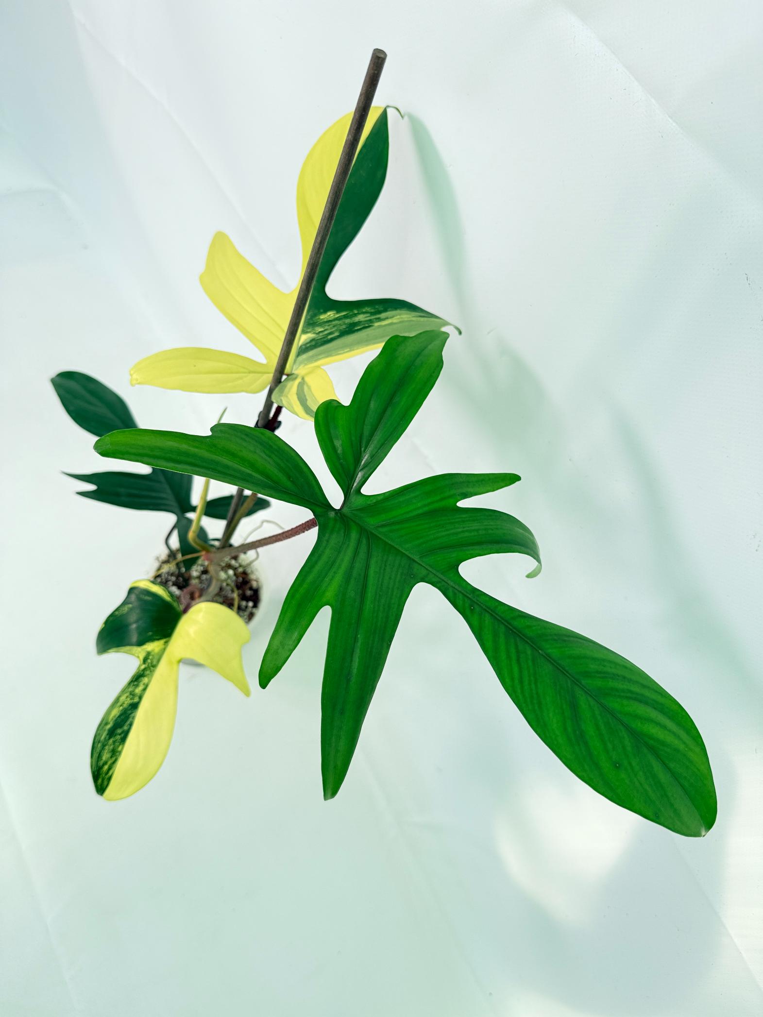 Philodendron Florida Beauty Variegata 02