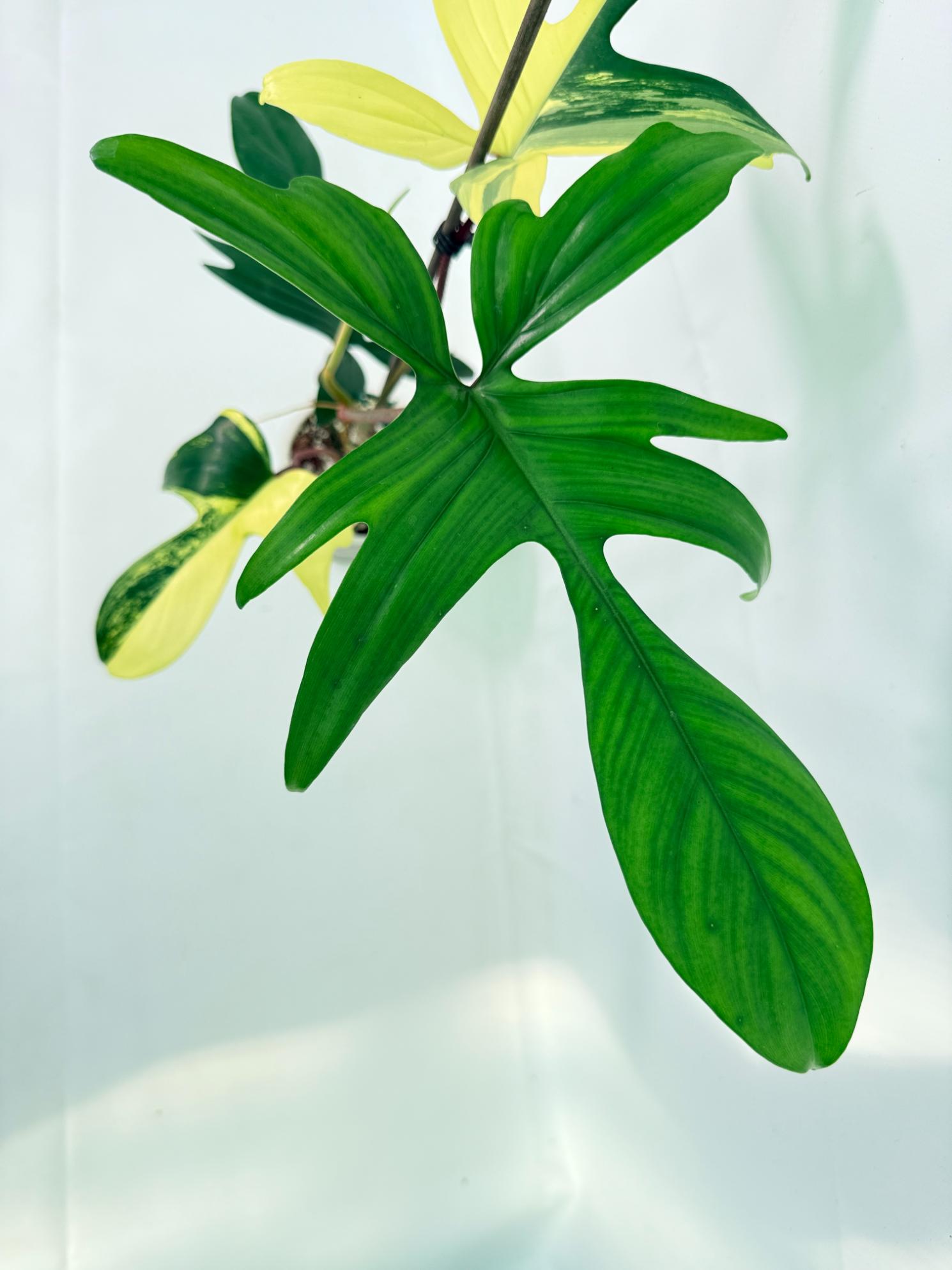 Philodendron Florida Beauty Variegata 04