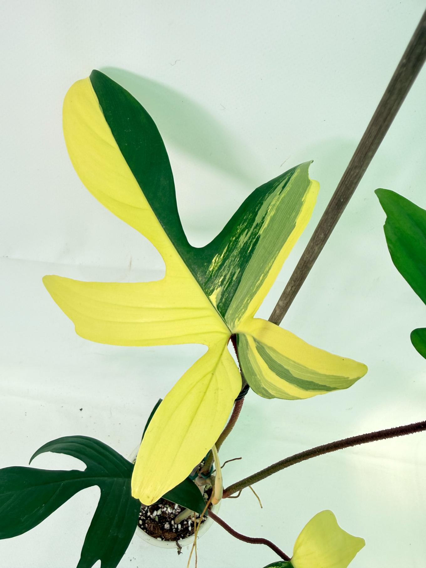 Philodendron Florida Beauty Variegata 05