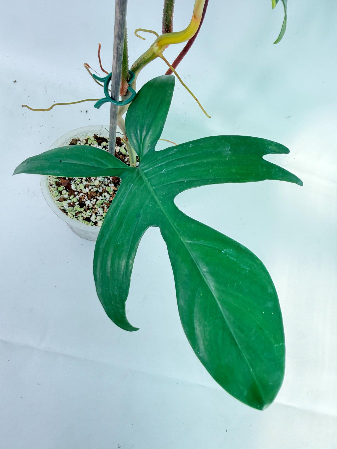 Philodendron Florida Beauty Variegata 06