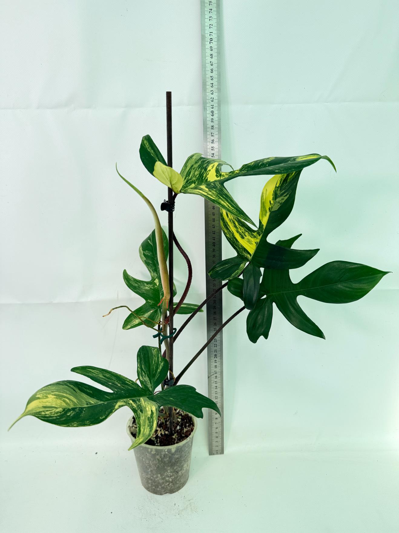 Philodendron Florida Beauty Variegata 02