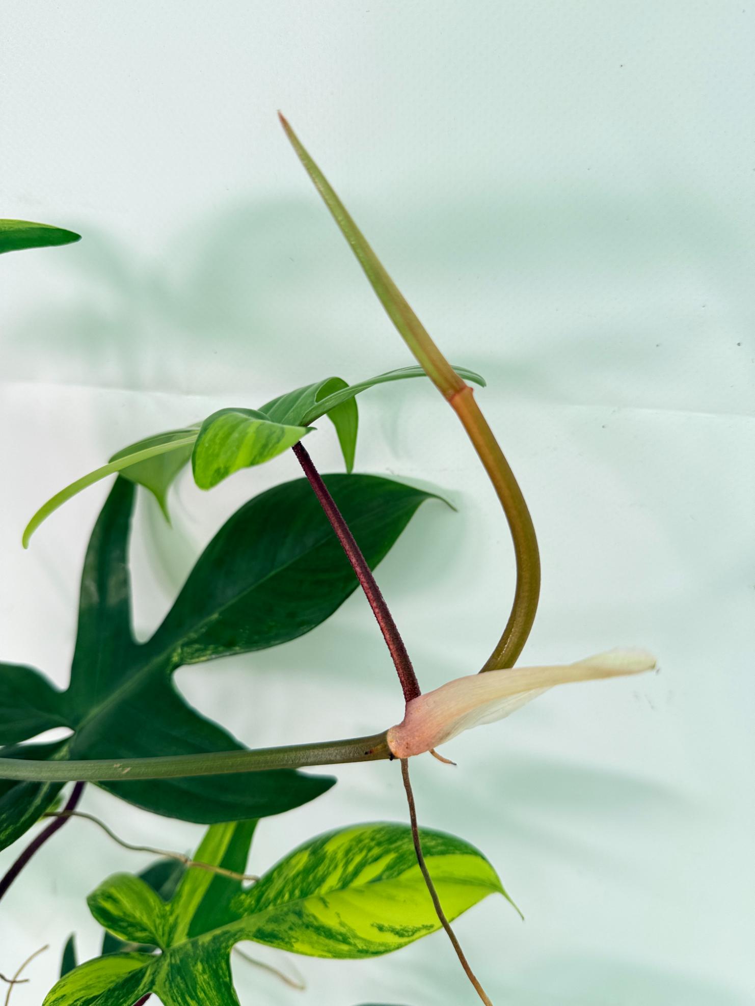 Philodendron Florida Beauty Variegata 03