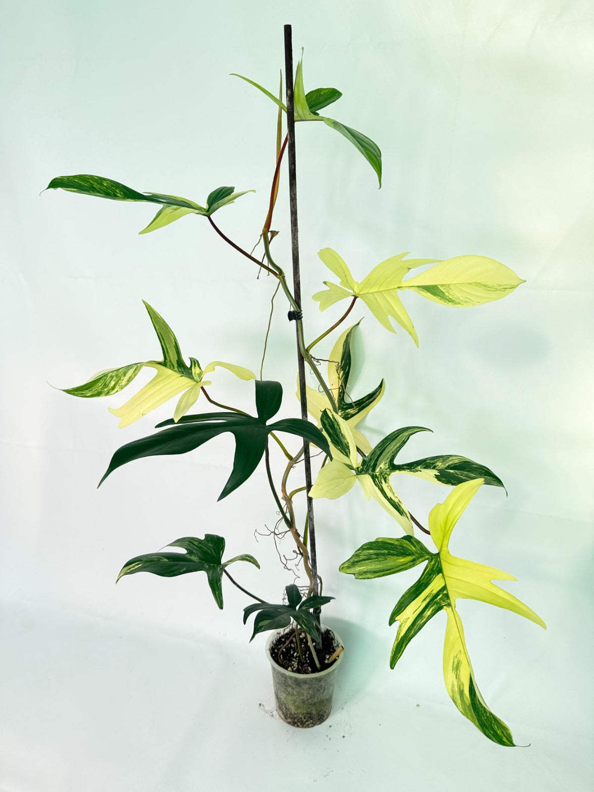 Philodendron Florida Beauty Variegata XL 02