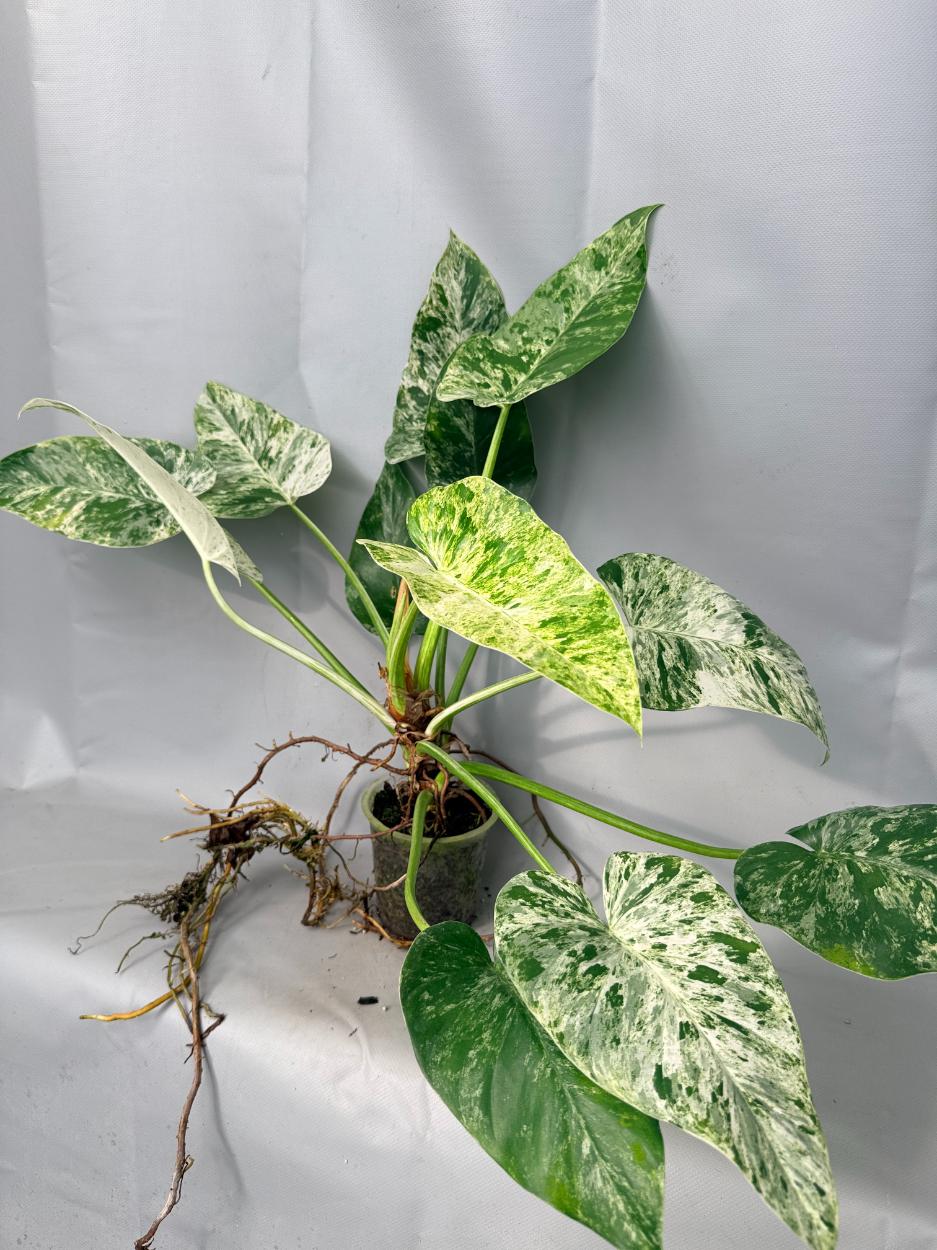 giant philodendron giganteum Philodendron Giganteum Variegata