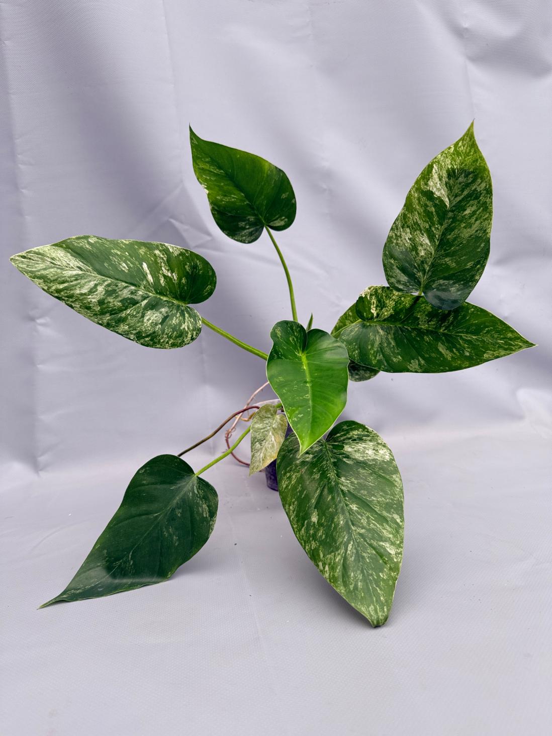 Philodendron Giganteum Variegata